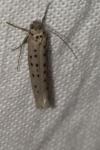 Yponomeuta sedella