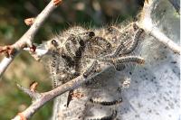 Eriogaster lanestris