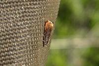 Pammene rhediella
