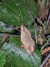 Drepana falcataria