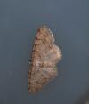 Aethalura punctulata
