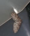 Lobophora halterata