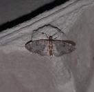 Eupithecia tantillaria