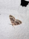 Lampropteryx suffumata