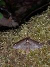 Odontosia carmelita