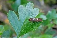Incurvaria masculella