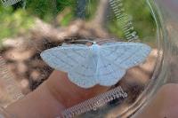 Cabera pusaria