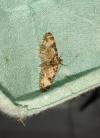 Eupithecia irriguata
