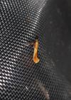 Caloptilia alchimiella