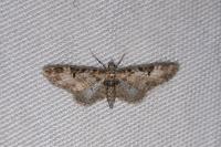 Eupithecia irriguata