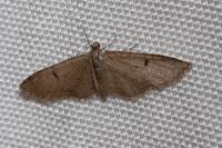 Eupithecia indigata