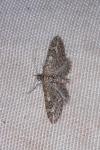 Eupithecia nanata