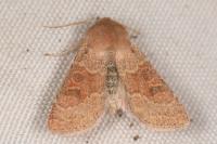 Orthosia miniosa