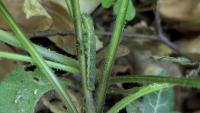 Atypha pulmonaris