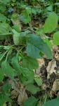 Atypha pulmonaris