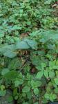 Atypha pulmonaris