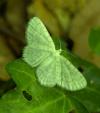 Asthena albulata