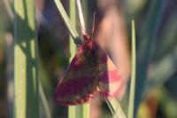 Lythria cruentaria