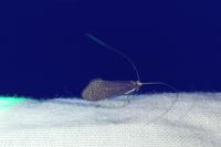 Nematopogon