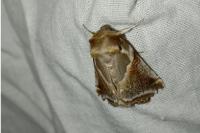 Habrosyne pyritoides