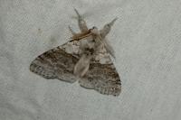 Calliteara pudibunda