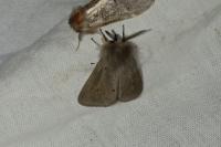 Diaphora mendica