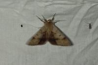 Minucia lunaris
