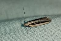Mirificarma interrupta