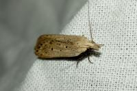 Nothris verbascella