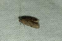 Pseudotelphusa paripunctella