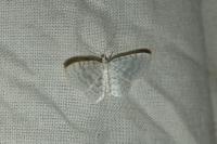 Asthena albulata