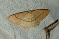 Cyclophora linearia