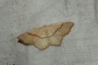 Cyclophora punctaria