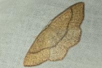 Cyclophora ruficiliaria