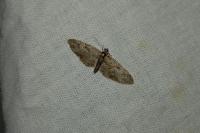 Eupithecia abbreviata