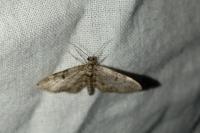 Eupithecia tantillaria