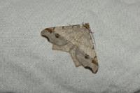 Macaria alternata