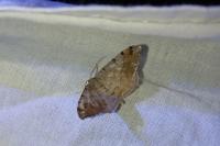Macaria liturata