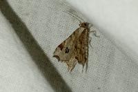 Macaria notata