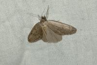 Pachycnemia hippocastanaria hippocastanaria
