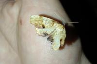 Plagodis dolabraria