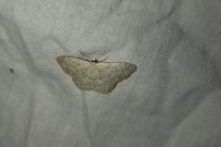 Scopula marginepunctata