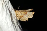 Selenia lunularia