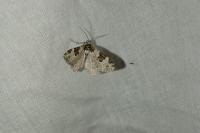 Xanthorhoe fluctuata