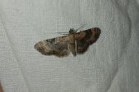 Eupithecia pulchellata/pyreneata