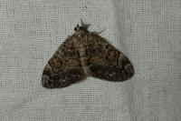 Thera variata/britannica