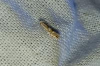 Phyllonorycter
