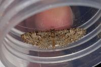 Eupithecia dodoneata