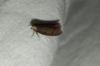 Agnoea