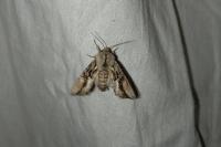 Egira conspicillaris